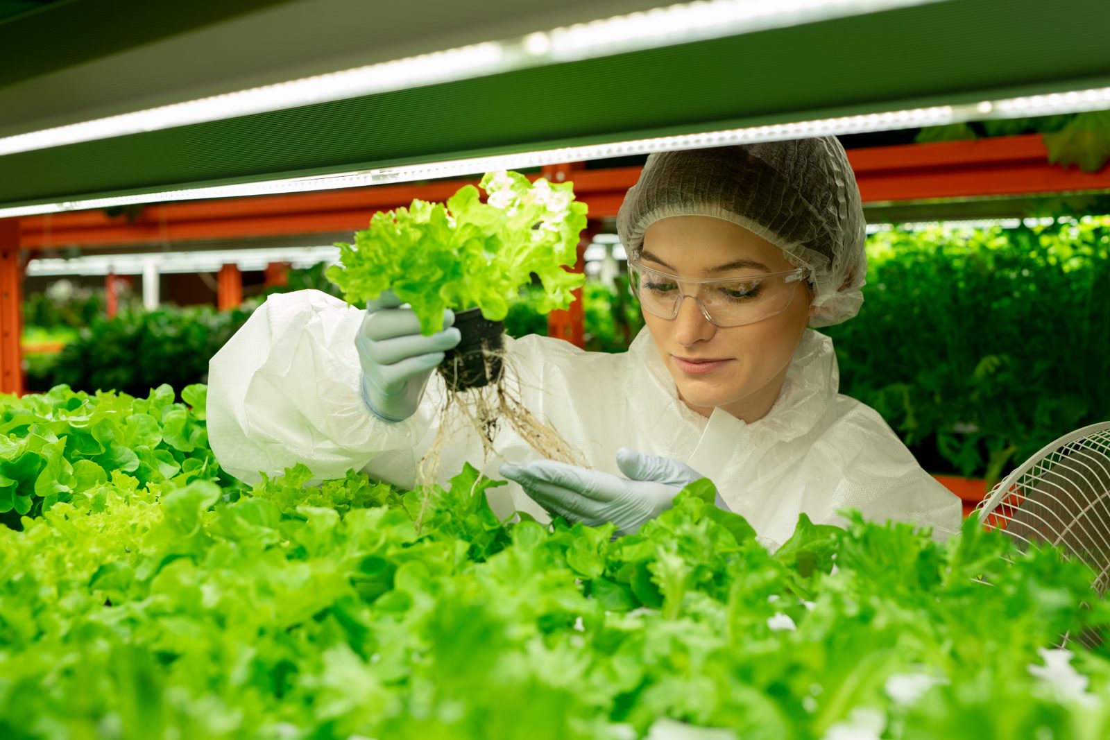 A grower inspecting fresh green lettuce in a hydroponic greenhouse, representative of a wholesale supply scenario