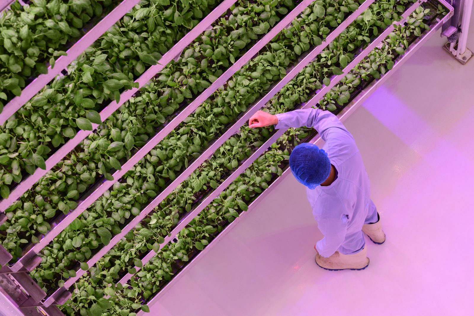 Rows of leafy greens growing under LED lighting on vertical racks, representative of a MetroFarms container's growing racks