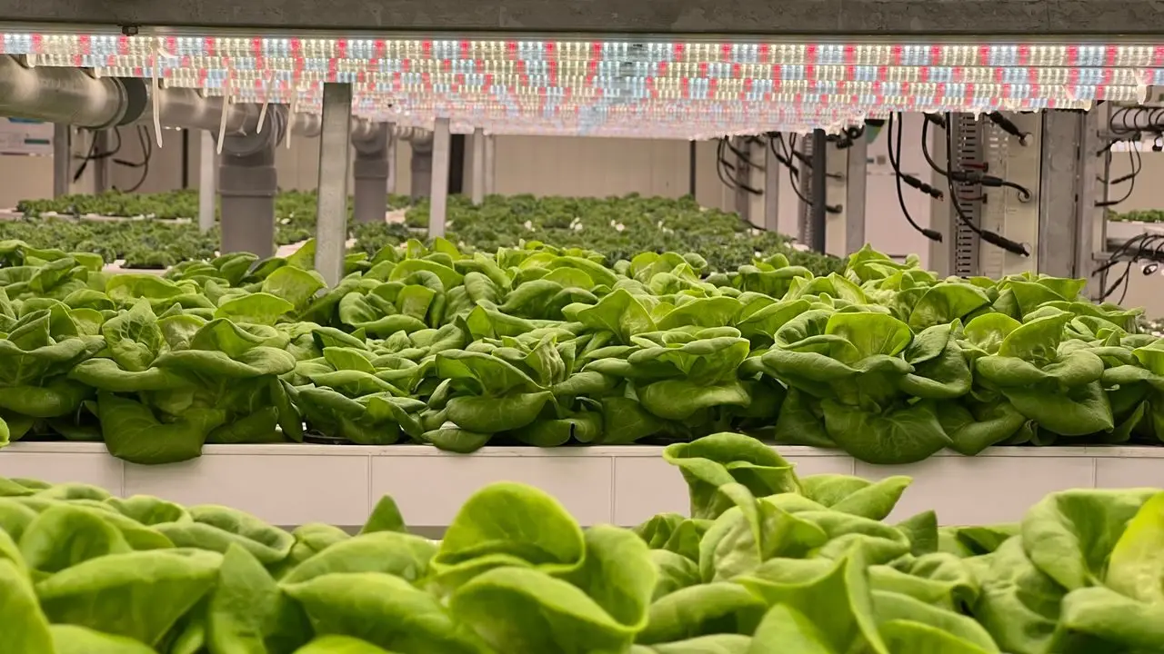 Hydroponic lettuce growing in channels, representative of leafy greens grown in a MetroFarms container
