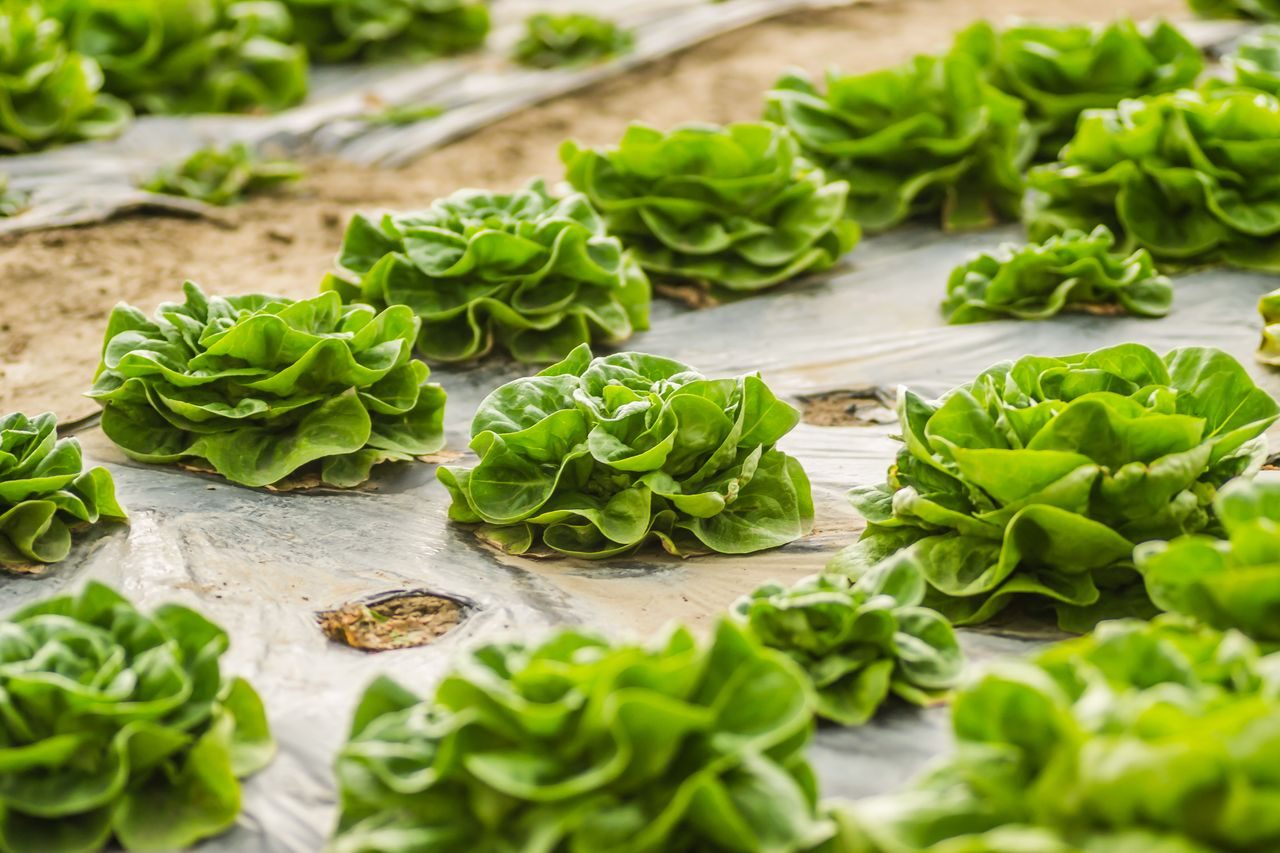Freshly harvested butterhead lettuce heads, an example of a leafy green suited to a MetroFarms container
