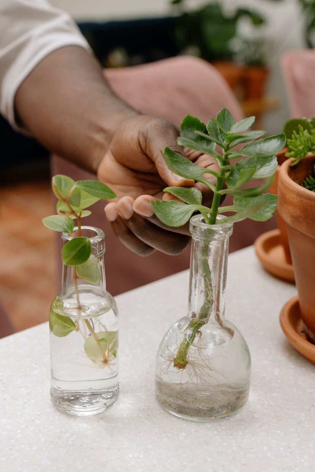 Hands arranging plant cuttings in glass jars, representative of the careful setup work behind a new MetroFarms installation