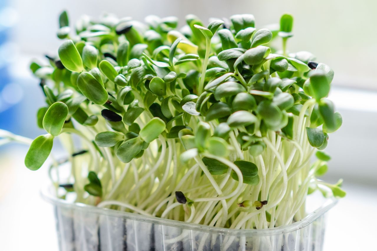 Trays of sunflower microgreens, an example of a fast-cycling crop suited to a MetroFarms container