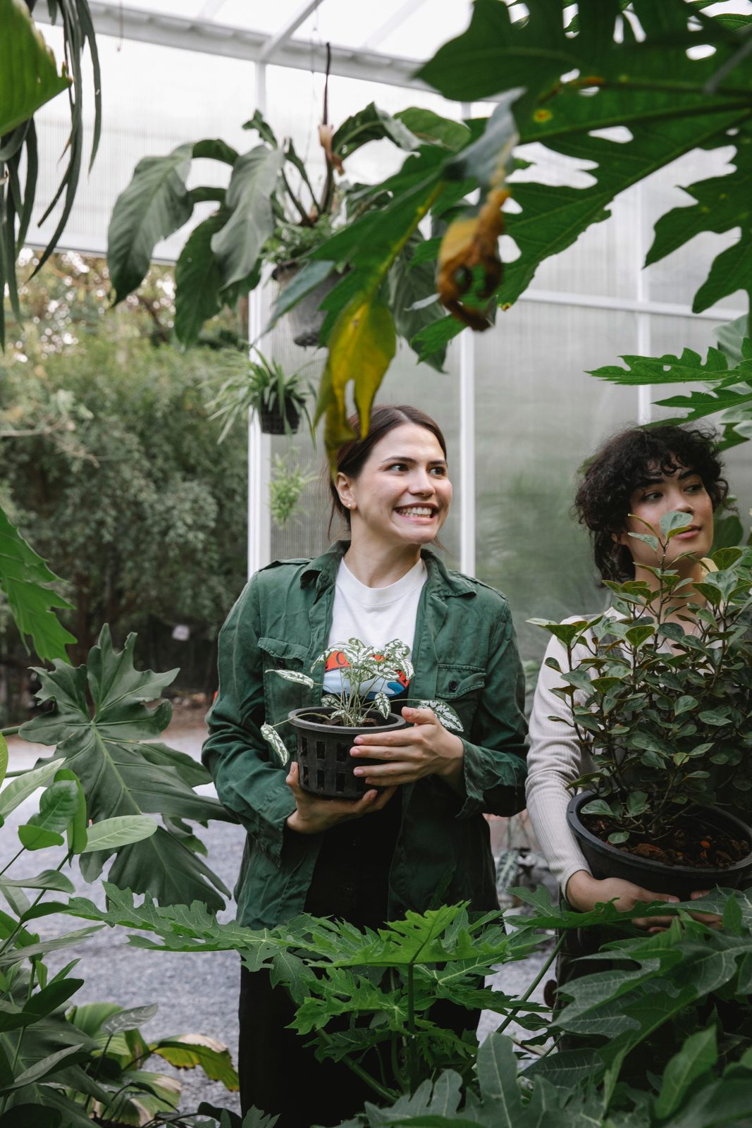 Gardener inspecting seedlings in a greenhouse nursery, representative of a restaurant-supply scenario