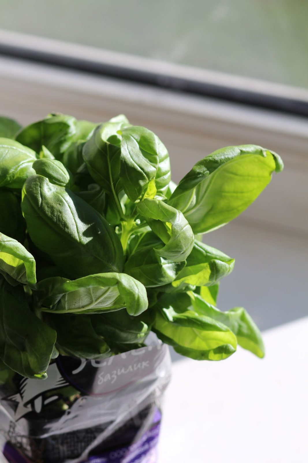 Fresh basil plants growing under controlled conditions, an example of a herb crop suited to a MetroFarms container