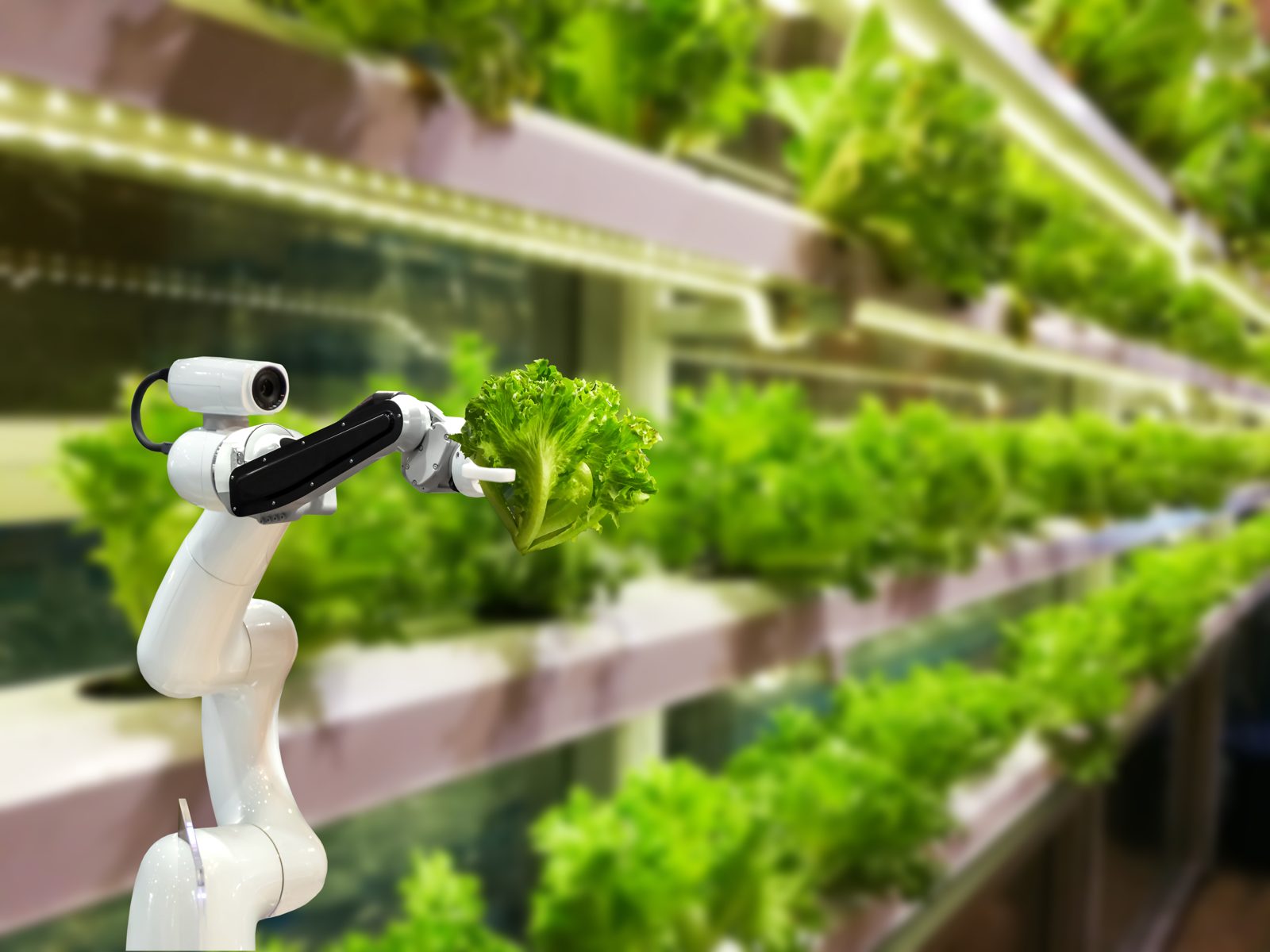 Robotic arm tending rows of leafy greens in an automated vertical farm