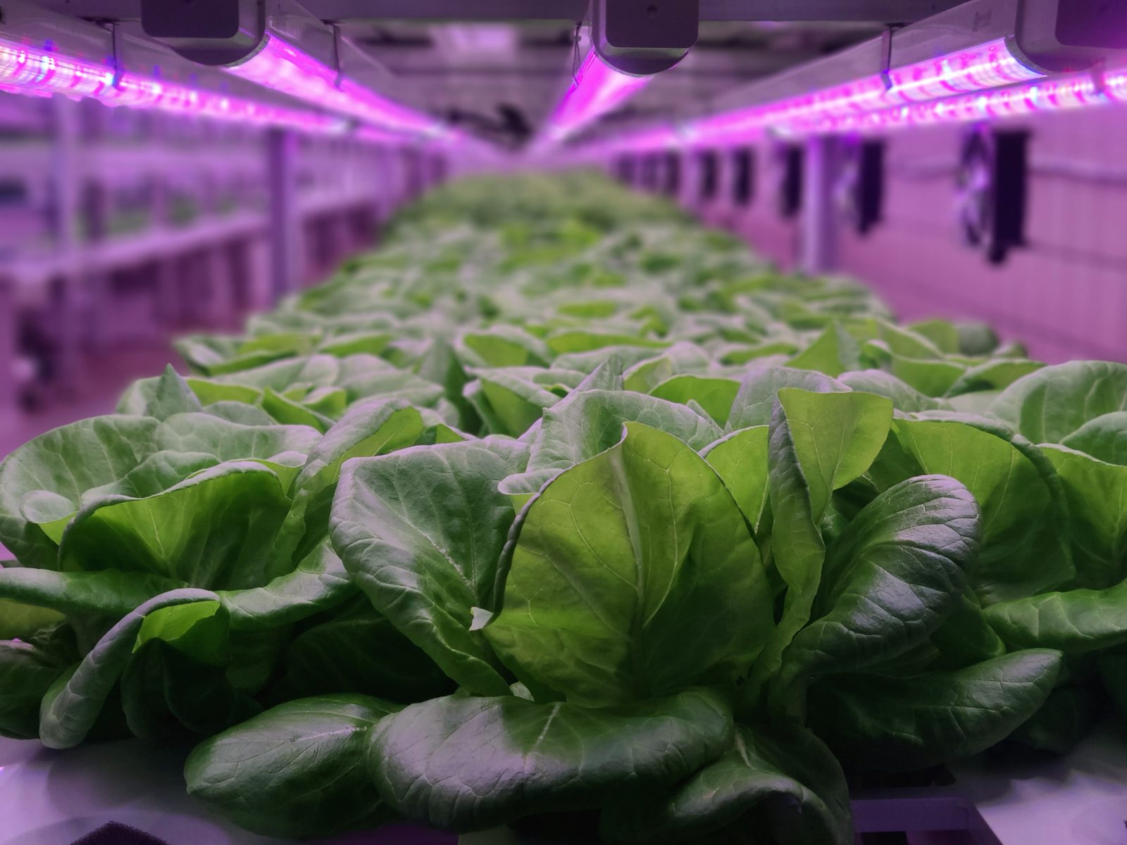 Rows of leafy greens growing under LED lighting in an automated indoor vertical farm, representative of a MetroFarms container interior