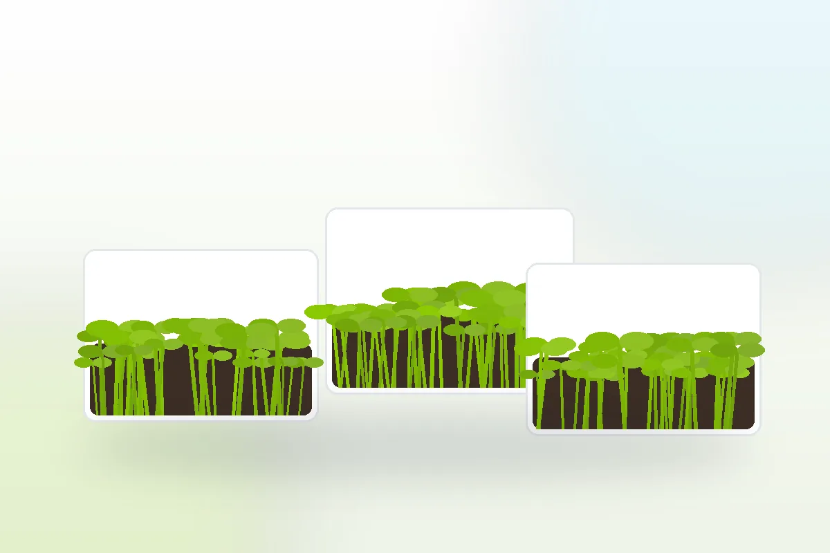 Three trays of fresh pea, sunflower and radish microgreens ready to harvest, representative of a single-container microgreens model scenario